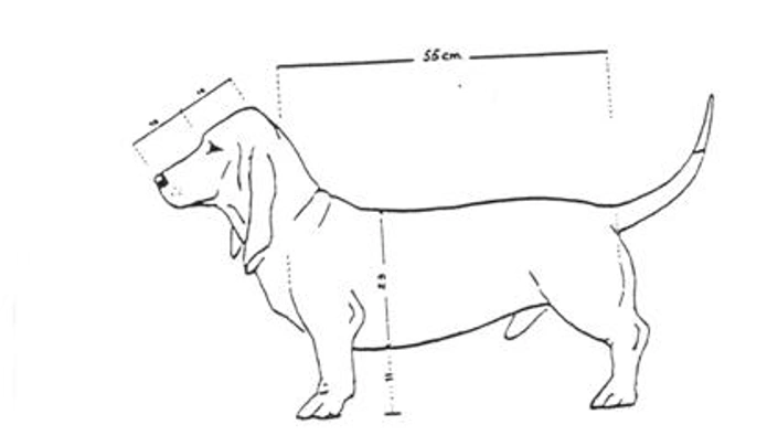 Basset Artésien Normand Dogs Ras: Karakter, Levensduur & Prijs | Puppyplaats