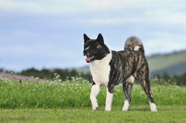 American Akita Dogs Ras: Karakter, Levensduur & Prijs | Puppyplaats