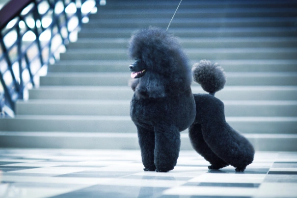 Standard Poodle Dogs Breed - Information, Temperament, Size & Price | Pets4Homes