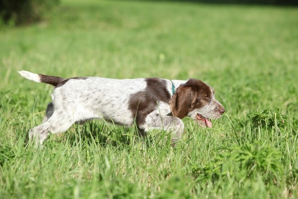 Spinone Italiano Dogs Ras: Karakter, Levensduur & Prijs | Puppyplaats