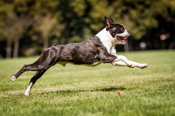 Boston Terrier Dogs Breed - Information, Temperament, Size & Price | Pets4Homes