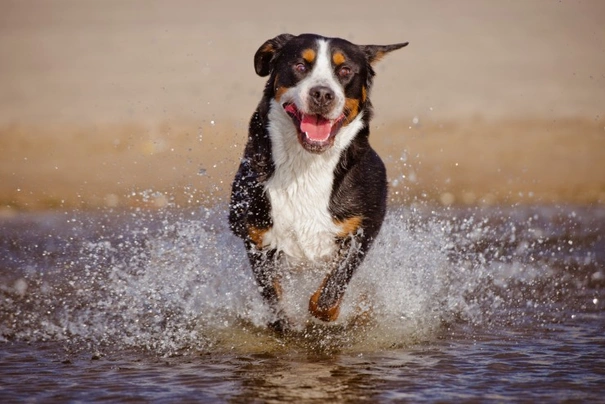 Grote Zwitserse Sennenhond Dogs Ras: Karakter, Levensduur & Prijs | Puppyplaats