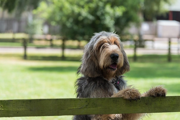 Otterhound Dogs Breed - Information, Temperament, Size & Price | Pets4Homes