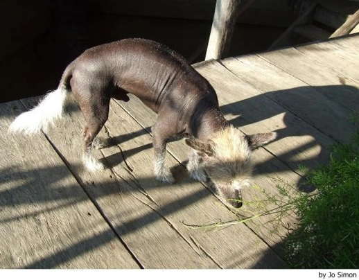 Xoloitzcuintle - Perro Sin Pelo Mexicano Dogs Raza - Características, Fotos & Precio | MundoAnimalia