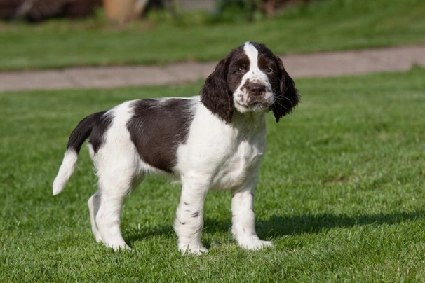 Engelse Springer Spaniel Dogs Ras: Karakter, Levensduur & Prijs | Puppyplaats