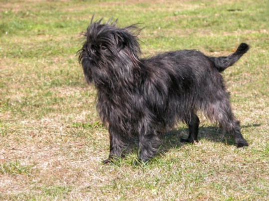 Affenpinscher Dogs Raza - Características, Fotos & Precio | MundoAnimalia