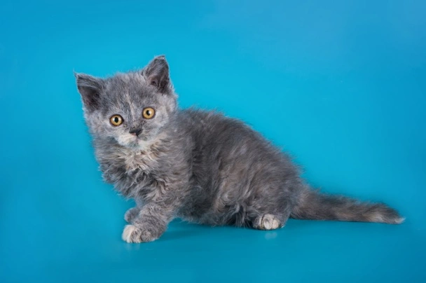 Selkirk Rex Cats Breed - Information, Temperament, Size & Price | Pets4Homes