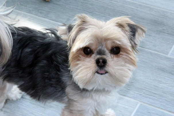 Morkie Dogs Breed - Information, Temperament, Size & Price | Pets4Homes