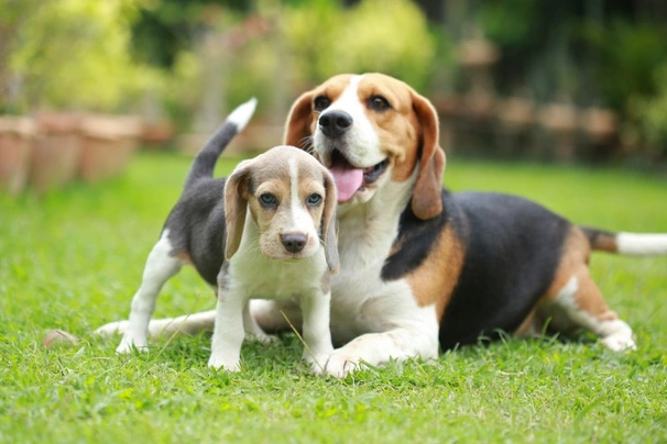 Beagle Dogs Ras: Karakter, Levensduur & Prijs | Puppyplaats