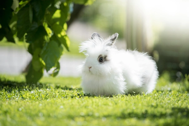 Angora Rabbits Breed - Information, Temperament, Size & Price | Pets4Homes