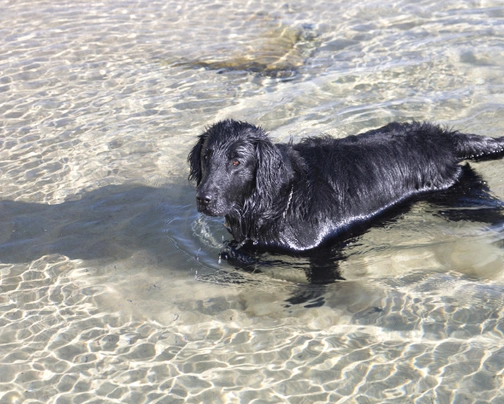 Flatcoated Retriever Dogs Ras: Karakter, Levensduur & Prijs | Puppyplaats