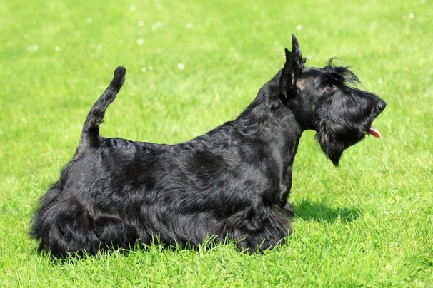 Scottish Terrier Dogs Raza - Características, Fotos & Precio | MundoAnimalia