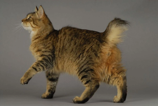 Pixie Bob Cats Breed - Information, Temperament, Size & Price | Pets4Homes