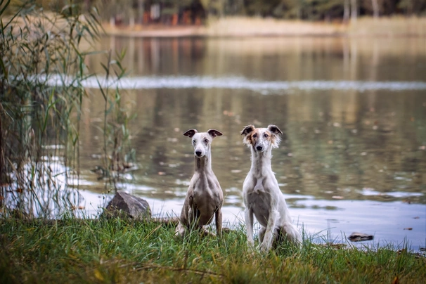 Whippet Dogs Ras: Karakter, Levensduur & Prijs | Puppyplaats