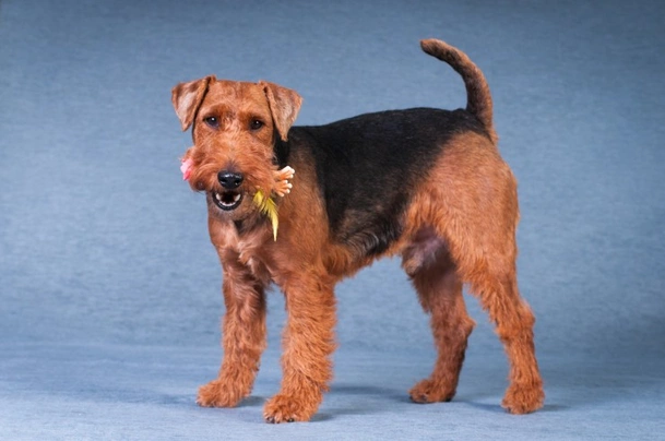 Welsh Terrier Dogs Breed - Information, Temperament, Size & Price | Pets4Homes