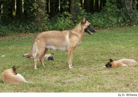 Pastor Belga Malinois Dogs Raza - Características, Fotos & Precio | MundoAnimalia