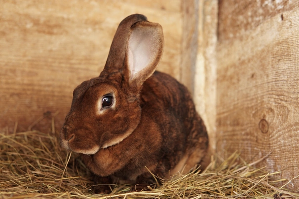 Rex Rabbits Breed - Information, Temperament, Size & Price | Pets4Homes