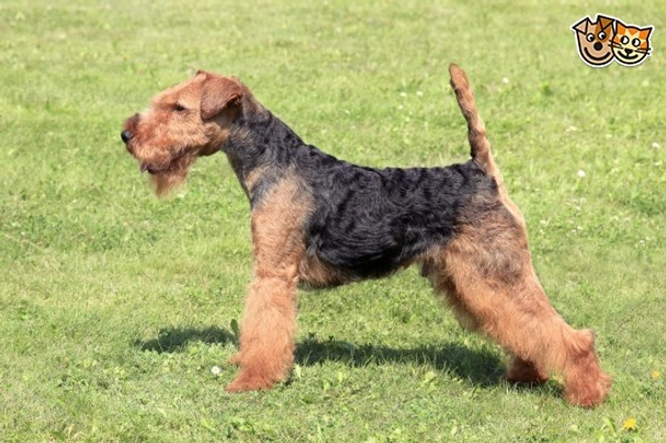 Welsh Terrier Dogs Breed - Information, Temperament, Size & Price | Pets4Homes