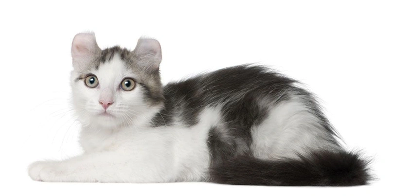 American Curl Cats Breed - Information, Temperament, Size & Price | Pets4Homes