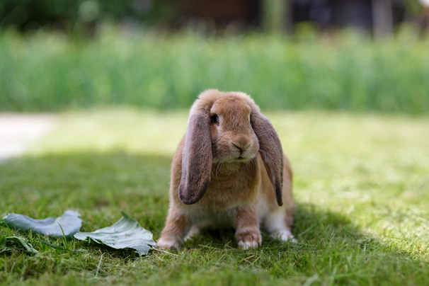 French Lop Rabbits Breed - Information, Temperament, Size & Price | Pets4Homes