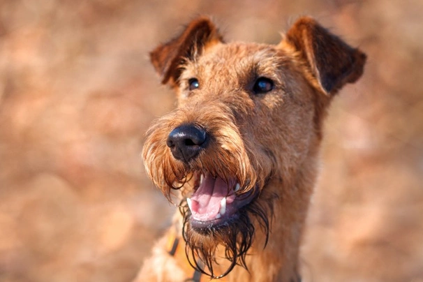 Irish Terrier Dogs Breed - Information, Temperament, Size & Price | Pets4Homes