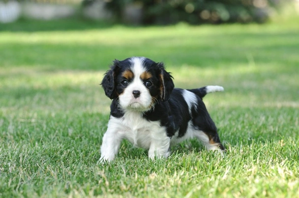 Cavalier King Charles Spaniel Dogs Raza - Características, Fotos & Precio | MundoAnimalia