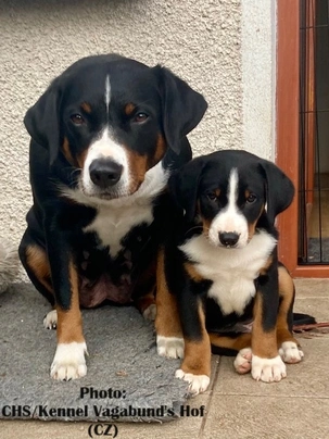 Appenzeller Sennenhond Dogs Ras: Karakter, Levensduur & Prijs | Puppyplaats