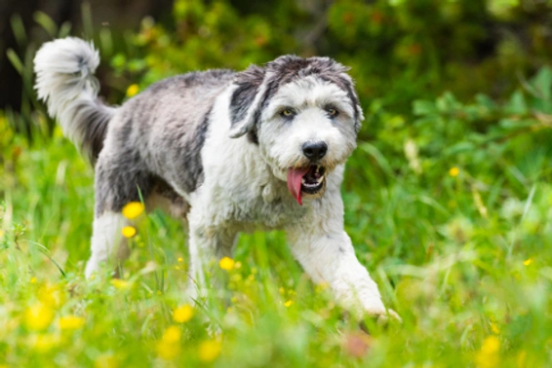 Polish Lowland Sheepdog Dogs Breed - Information, Temperament, Size & Price | Pets4Homes