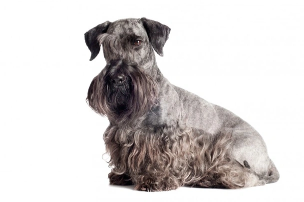 Cesky Terrier Dogs Breed - Information, Temperament, Size & Price | Pets4Homes