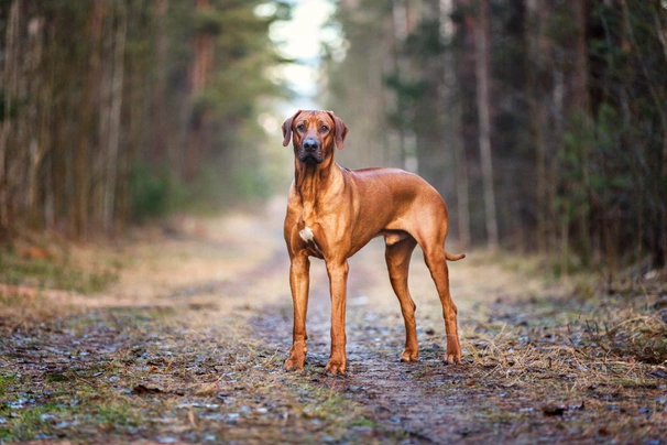 Rhodesian Ridgeback Dogs Ras: Karakter, Levensduur & Prijs | Puppyplaats