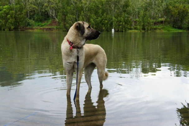 Anatolian Shepherd Dogs Breed - Information, Temperament, Size & Price | Pets4Homes