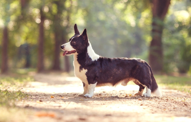 Welsh Corgi Cardigan Dogs Breed - Information, Temperament, Size & Price | Pets4Homes