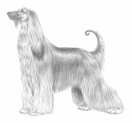 Levriero Dogs Razza - Prezzo, Temperamento & Foto | AnnunciAnimali