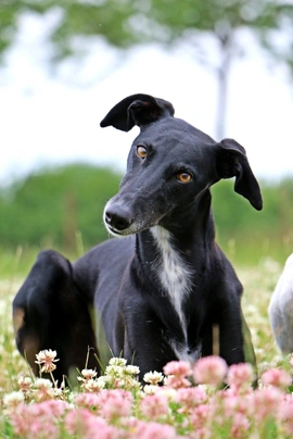 Galgo Español Dogs Raza - Características, Fotos & Precio | MundoAnimalia