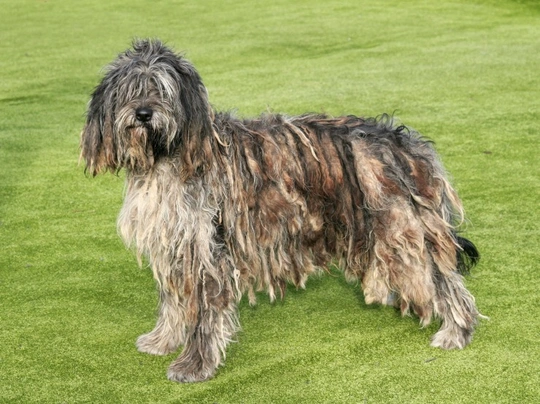 Bergamasco Dogs Breed - Information, Temperament, Size & Price | Pets4Homes