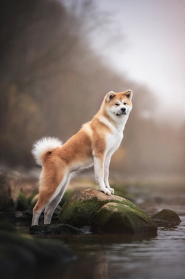 Akita Dogs Breed - Information, Temperament, Size & Price | Pets4Homes