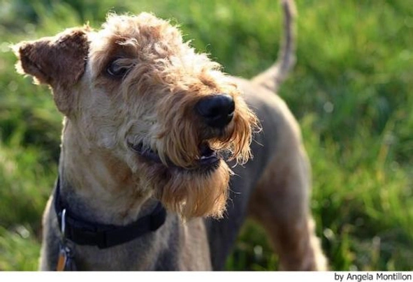 Airedale Terriër Dogs Ras: Karakter, Levensduur & Prijs | Puppyplaats