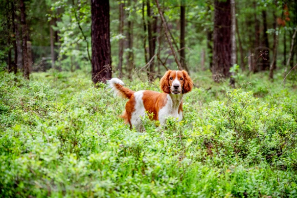 Welsh Springer Spaniel Dogs Breed - Information, Temperament, Size & Price | Pets4Homes