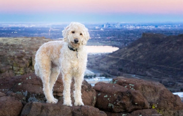 Labradoodle Dogs Ras: Karakter, Levensduur & Prijs | Puppyplaats