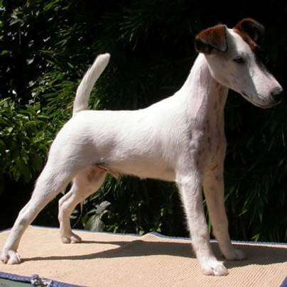 Fox Terrier Dogs Breed - Information, Temperament, Size & Price | Pets4Homes