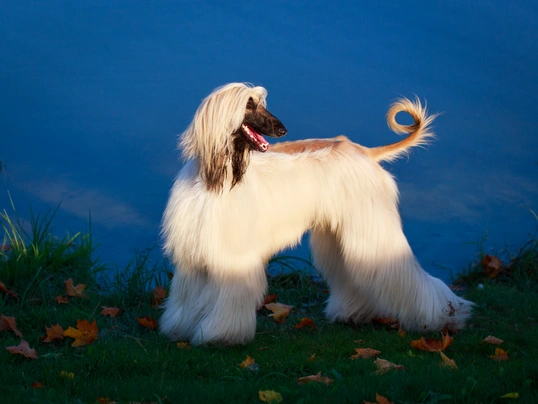 Afghan Hound Dogs Breed - Information, Temperament, Size & Price | Pets4Homes