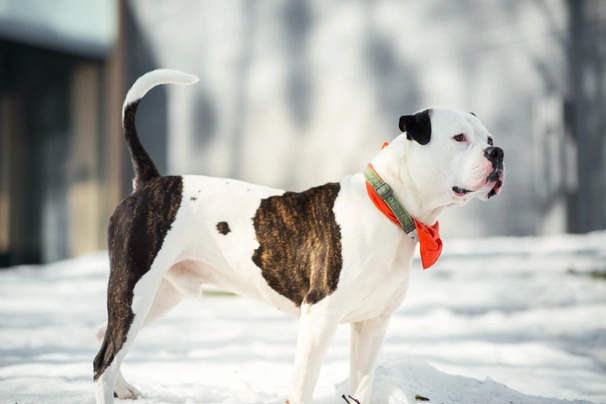 Amerikaanse Bulldog Dogs Ras: Karakter, Levensduur & Prijs | Puppyplaats