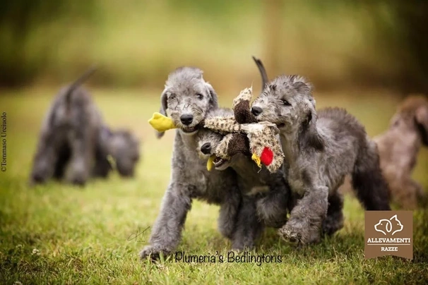 Bedlington Terrier Dogs Raza - Características, Fotos & Precio | MundoAnimalia