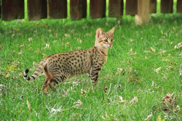 Savannah Cats Breed - Information, Temperament, Size & Price | Pets4Homes