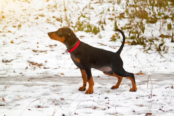 German Pinscher Dogs Breed - Information, Temperament, Size & Price | Pets4Homes