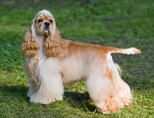 Amerikaanse Cocker Spaniel Dogs Ras: Karakter, Levensduur & Prijs | Puppyplaats