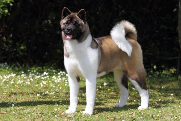 American Akita Dogs Ras: Karakter, Levensduur & Prijs | Puppyplaats