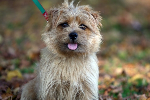 Norfolk Terrier Dogs Breed - Information, Temperament, Size & Price | Pets4Homes