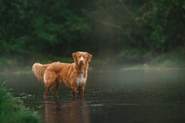 Nova Scotia Duck Tolling Retriever Dogs Ras: Karakter, Levensduur & Prijs | Puppyplaats