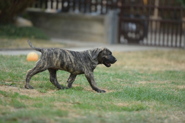 Presa Canario Dogs Breed - Information, Temperament, Size & Price | Pets4Homes